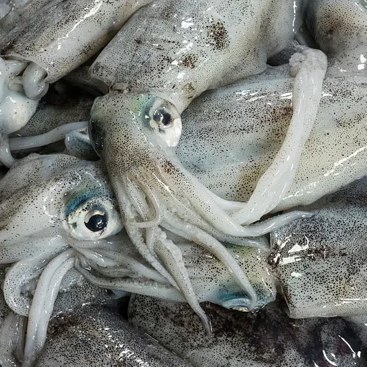 Thondi Squid