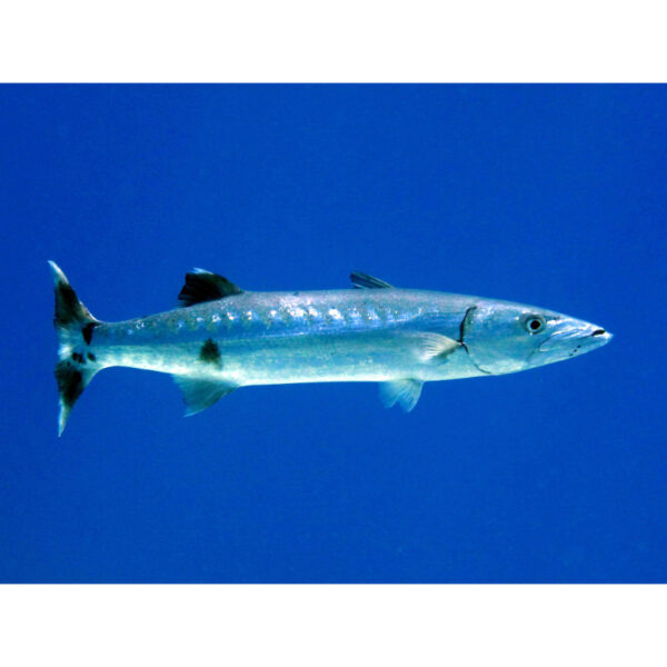 Barracuda