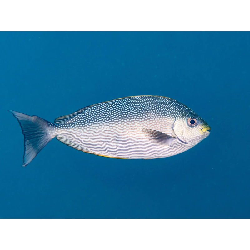 Rabbit Fish