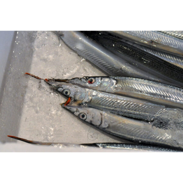 Needle Fish