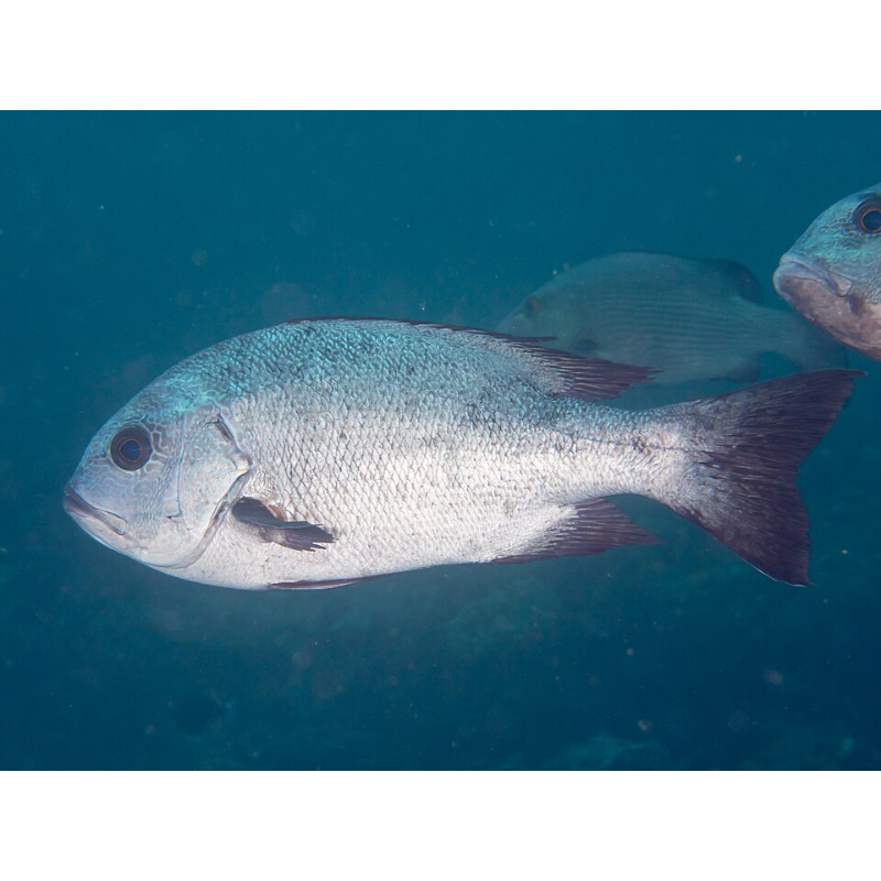 White Snapper