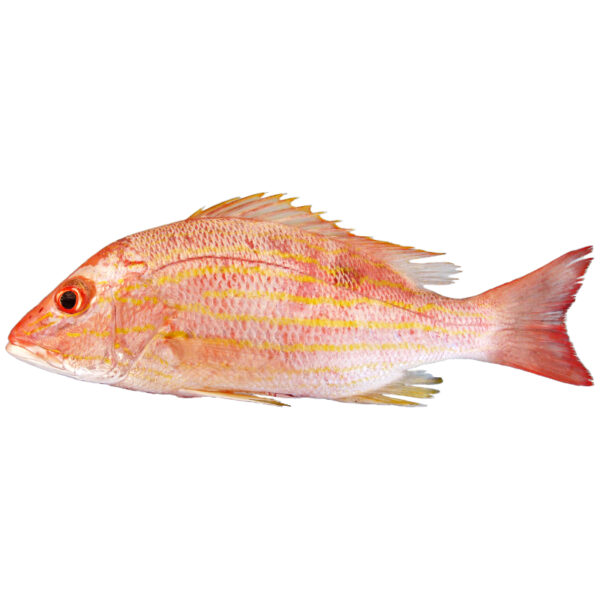 Rainbow Snapper