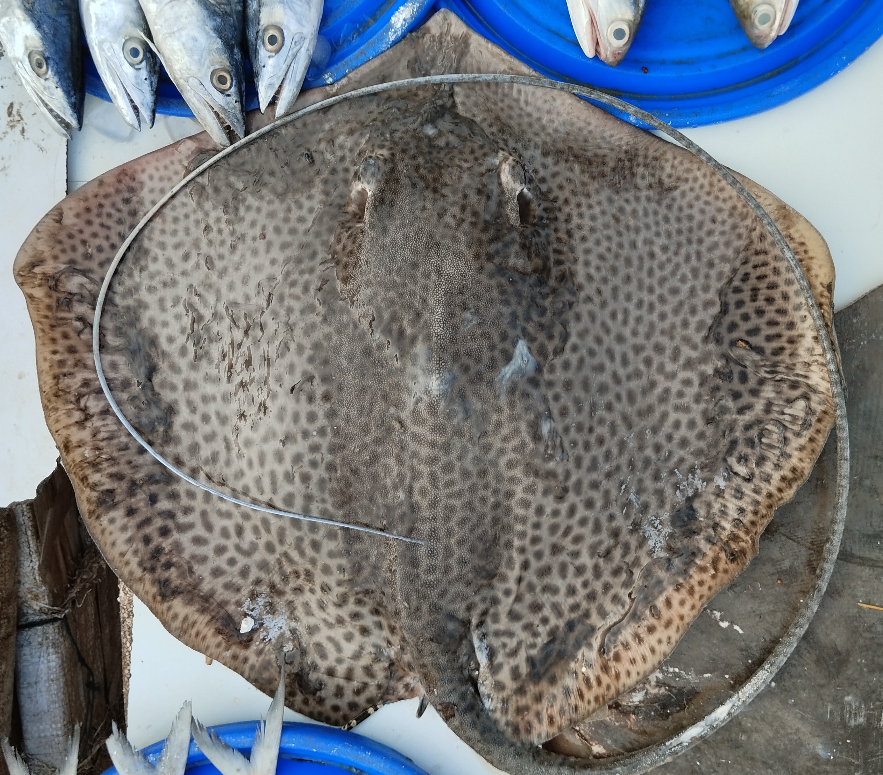 Ray Fish
