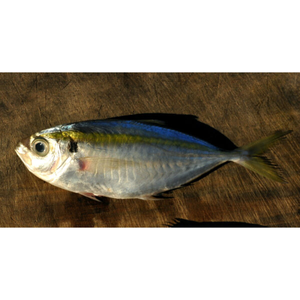 Yellow Trevally