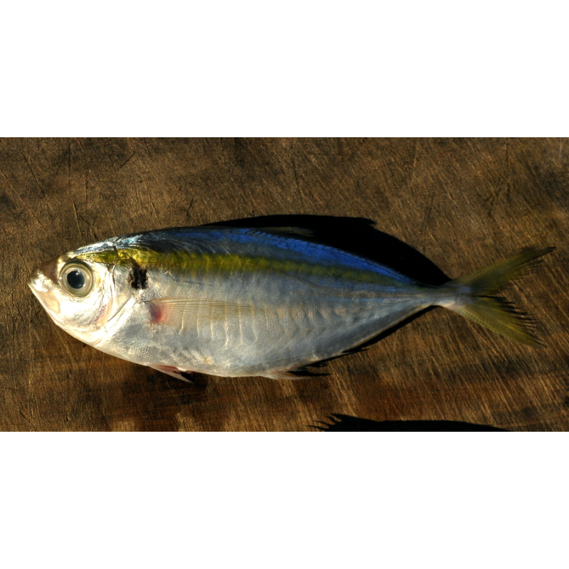 Yellow Trevally - Image 1