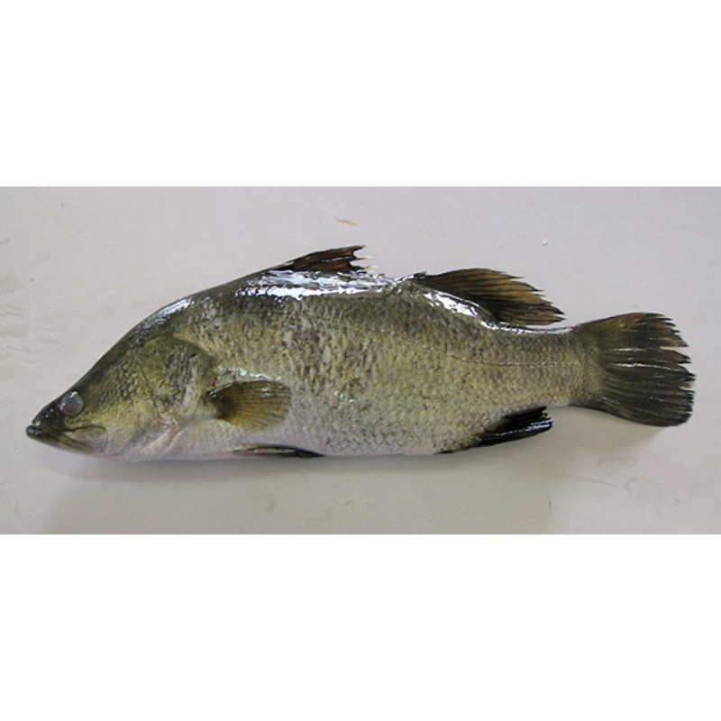 Barramundi