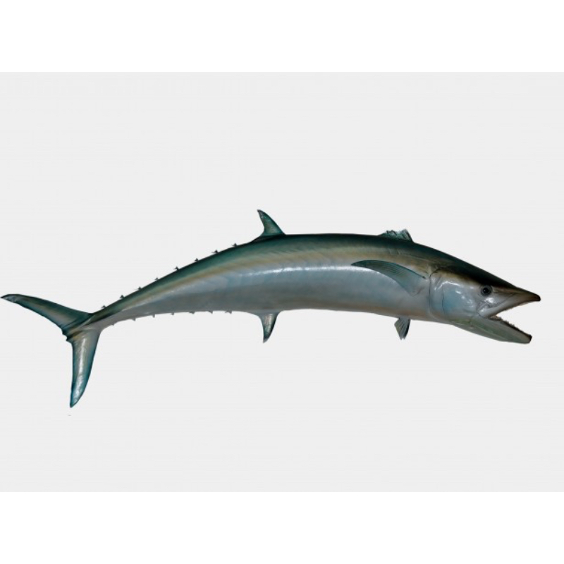 Black King Fish