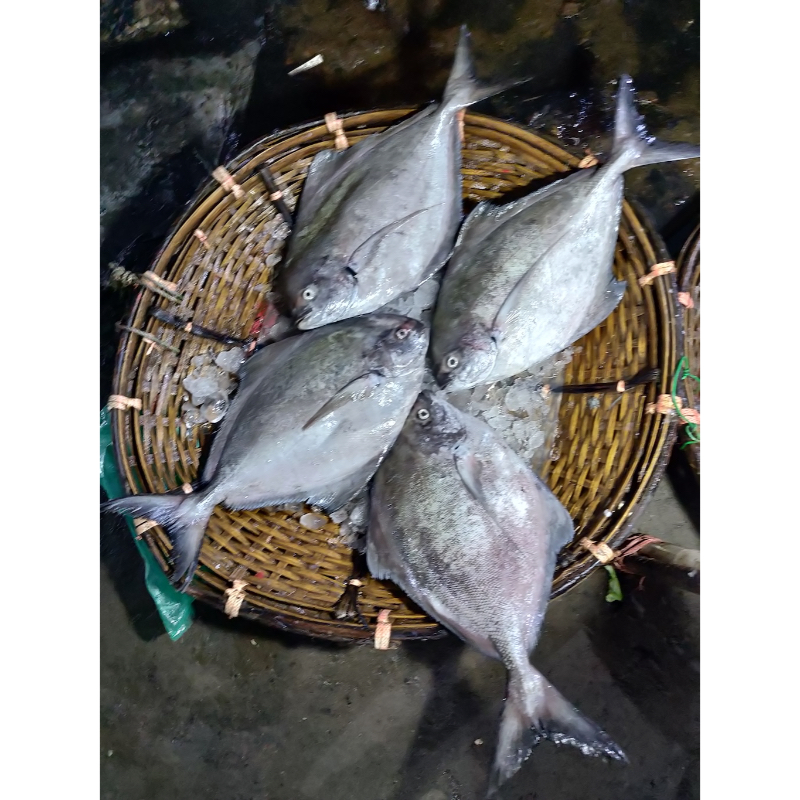 Black Pomfret
