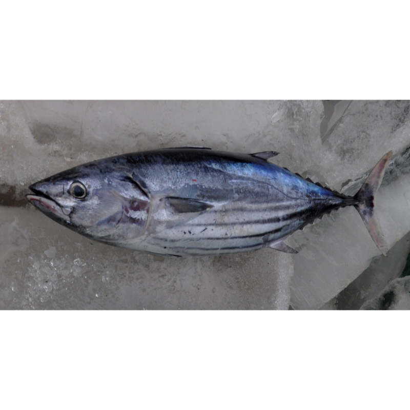 Bonito Tuna