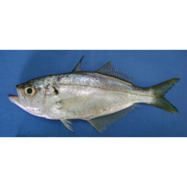 Trevally