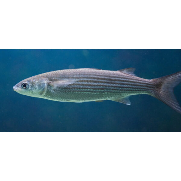 Grey Mullet