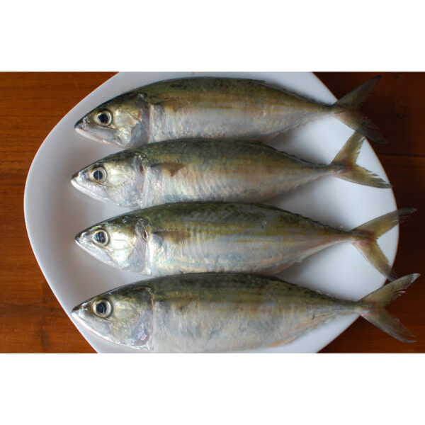 Indian Mackerel