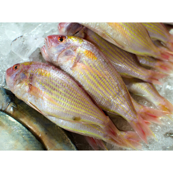 Japanese Thread Fin Bream