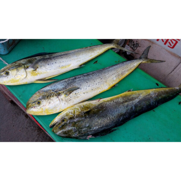 Mahi Mahi