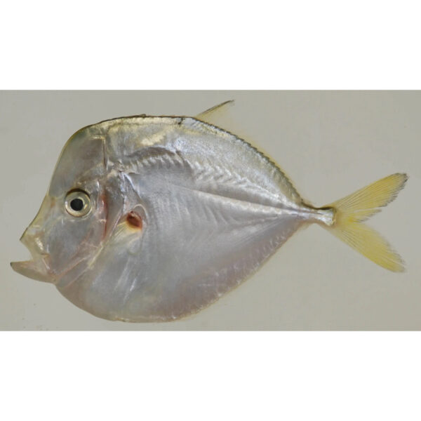 Moon Fish