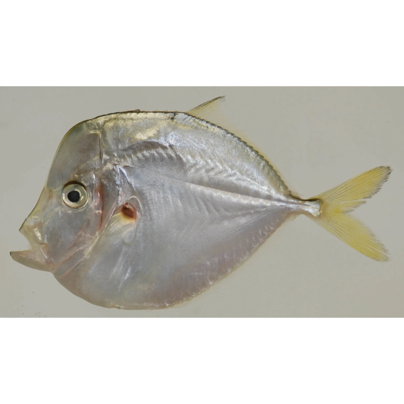 Moon Fish - Image 1