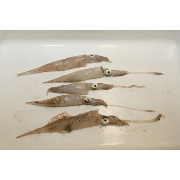 Needle Squid