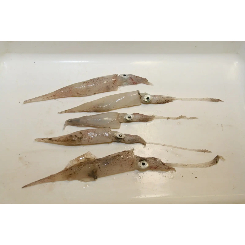 Needle Squid - Image 1