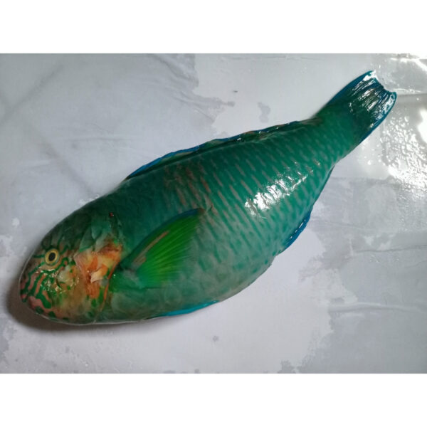 Parrot Fish