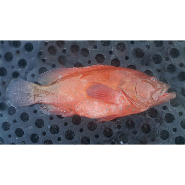 Red Grouper