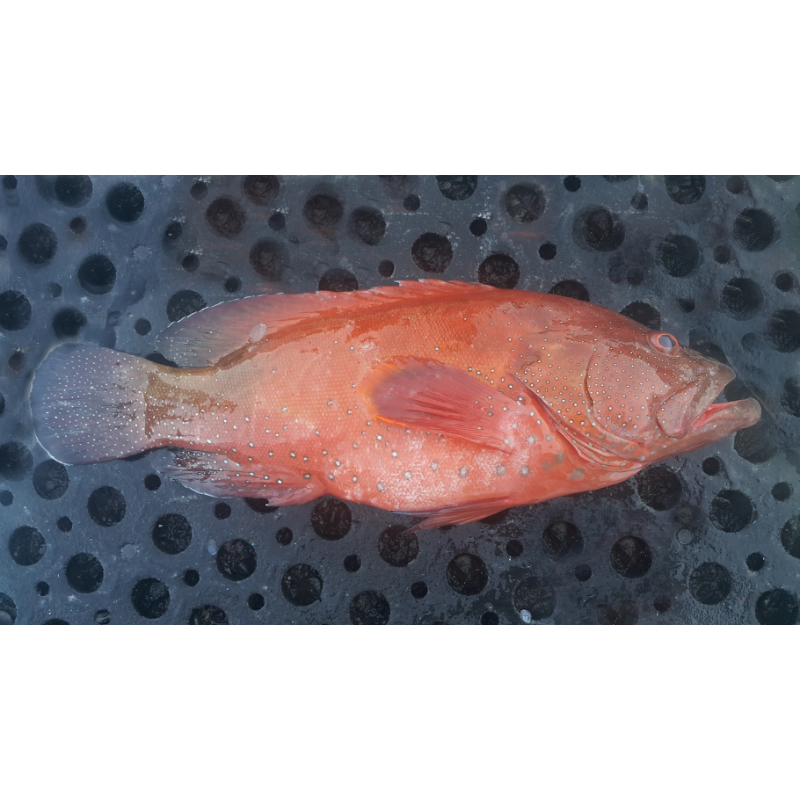 Red Grouper - Image 1