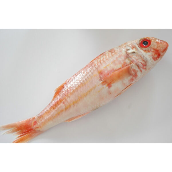 Red Mullet