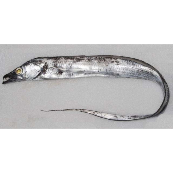 Ribbon Fish