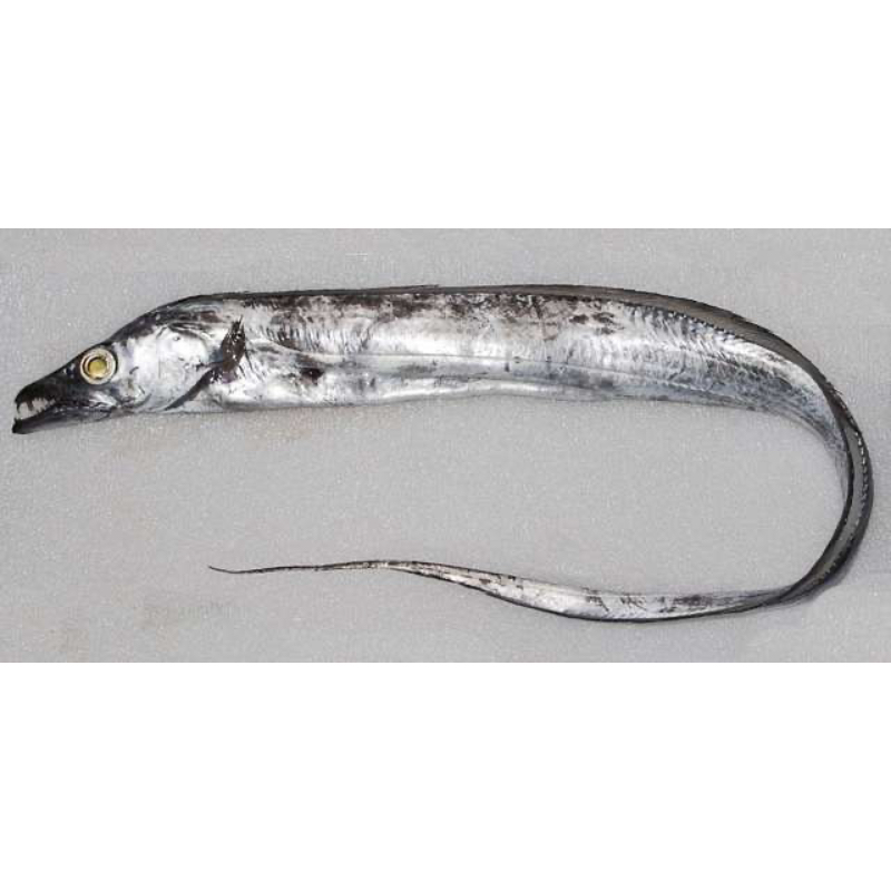 Ribbon Fish - Image 1