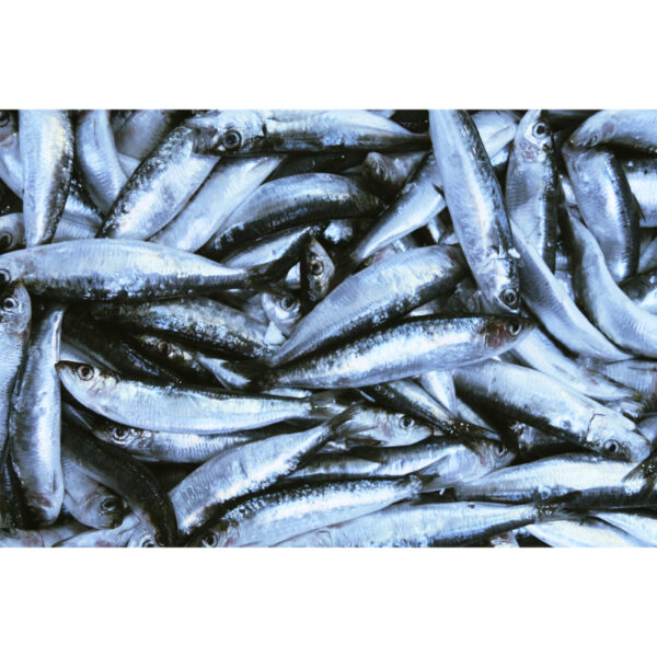 Sardines