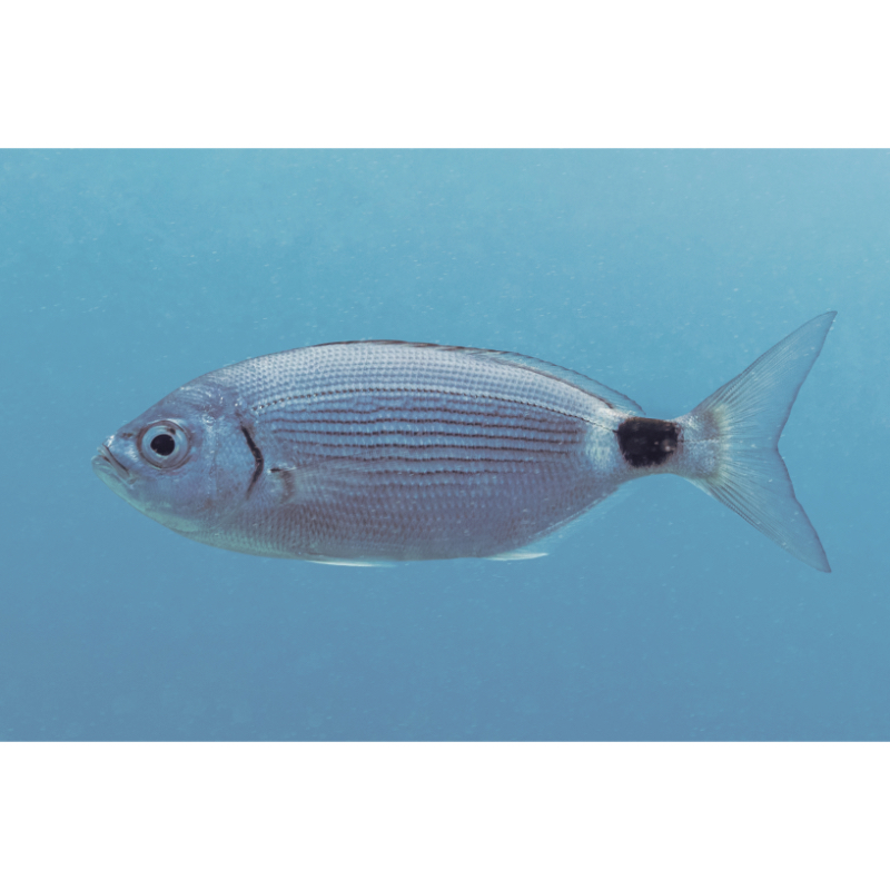 Silver Bream