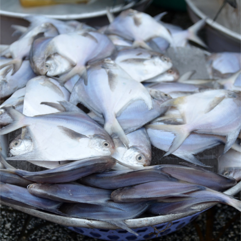 Silver Pomfret - Image 1