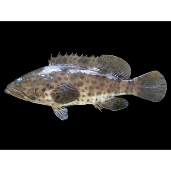 Spotted Grouper